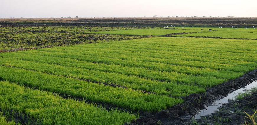 Lifuwu Irigation Scheme rice nursery in Salima District Lifuwu Irigation Scheme rice nursery in Salima District